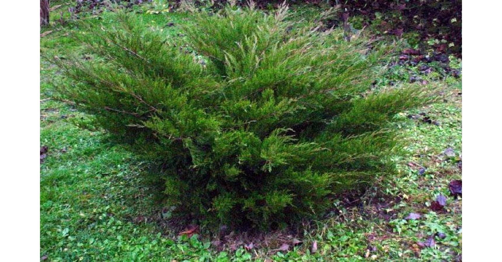 Zöld Terülő Boróka 40 60cm Juniperus Chinesis Mint Julep 2465