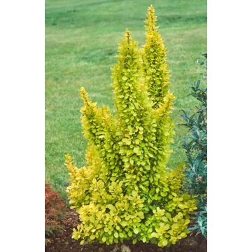 Berberis thunbergii Golden Torch