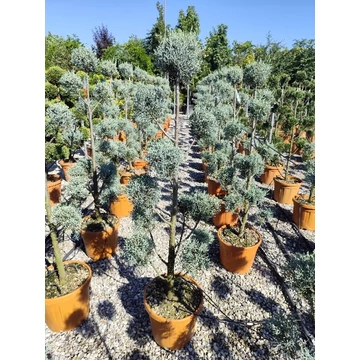 Oszlopos arizonai ciprus (Cupressus arizonica 'Fastigiata') 130/140cm - Pompon