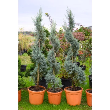 Arizóniai kék ciprus spriál formára nyírt 120-140cm