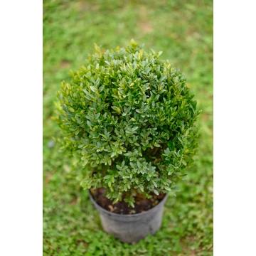 Törpe gömb puszpáng