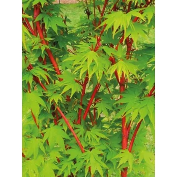 Zöld levelű japán juhar 180-200 cm (Acer palmatum 'Sango Kaku')