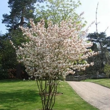 Rézvörös fanyarka vagy mézalmácska 125-150cm (Amelanchier lamarckii canadensis)