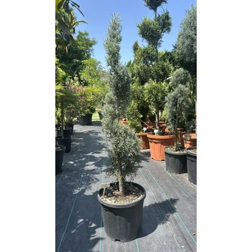 Arizóniai kék ciprus spriál formára nyírt 80-100 cm Arizóniai kék ciprus spriál formára nyírt 80-100 cm