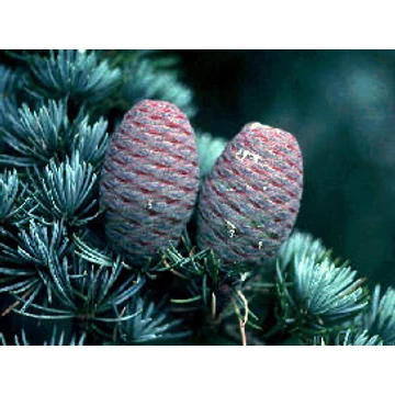 Kék atlasz cédrus  125-150cm  (Cedrus Atlantica Glauca)