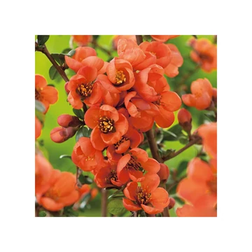 Narancssárga virágú japánbirs vagy díszbirs 20-30 cm (CHAENOMELES ORANGE TRAIL)