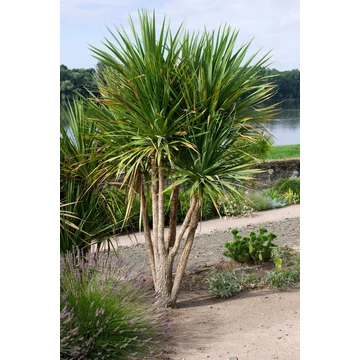 Déli bunkóliliom 100-125 cm, 2-3 tő - Cordyline australis