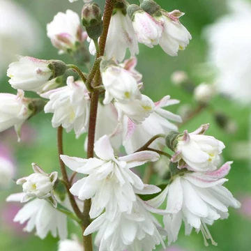 Érdeslevelű gyöngyvirágcserje 80-110 cm (DEUTZIA SCABRA "PRIDE OF ROCHESTER")