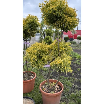 Aranytarka japán kecskerágó pom-pom 125-150 cm (EUONYMUS JAPONICUS ELEGANTIS AUREUS) Aranytarka japán kecskerágó pom-pom 125-150 cm (EUONYMUS JAPONICUS ELEGANTIS AUREUS)