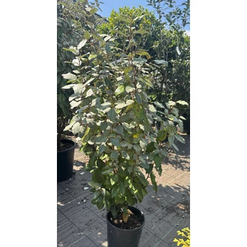 Széleslevelű Ezüstfa bokor 60-80 cm (Elaeagnus ebbingei Compacta) Széleslevelű Ezüstfa bokor 60-80 cm (Elaeagnus ebbingei Compacta)