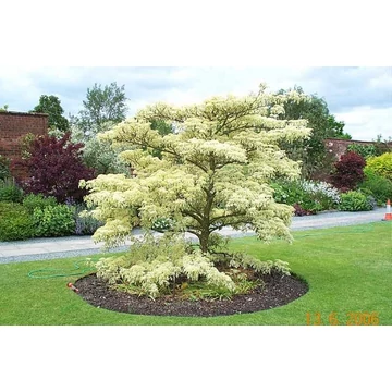Emeletes som 80-100 cm - Cornus controversa Variegata Emeletes som 80-100 cm - Cornus controversa Variegata