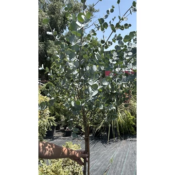 Tasmaniai havasi eukaliptusz törzses 120-140 cm Tasmaniai havasi eukaliptusz törzses 120-140 cm