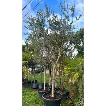 OLEA EUROPAEA OLEA EUROPAEA