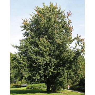 Ezüst juhar 150-200 cm (Acer saccharinum)