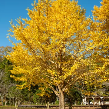 GINKGO BILOBA