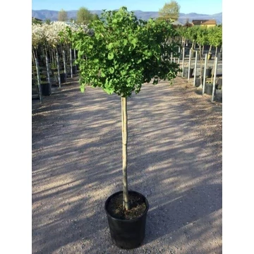 Ginkgo Biloba - Magastörzsű páfrányfenyő törzses 120 - 140 cm (GINKGO BILOBA MARIKEN) Ginkgo Biloba - Magastörzsű páfrányfenyő törzses 120 - 140 cm (GINKGO BILOBA MARIKEN)