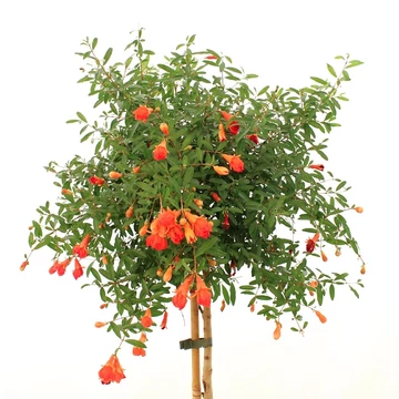 Gyümölcstermő gránátalma törzses 140-160 cm (Punica granatum Melograno) Gyümölcstermő gránátalma törzses 140-160 cm (Punica granatum Melograno)