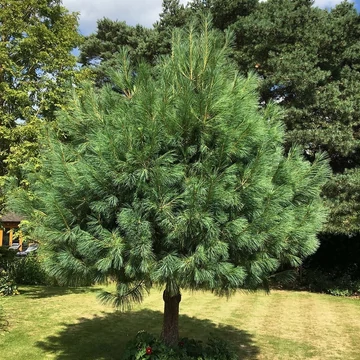 Himalájai selyemfenyő 30-40 cm (Pinus wallichiana)