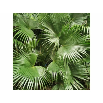 Kínai kenderpálma 70 - 80 cm (Trachycarpus fortunei)
