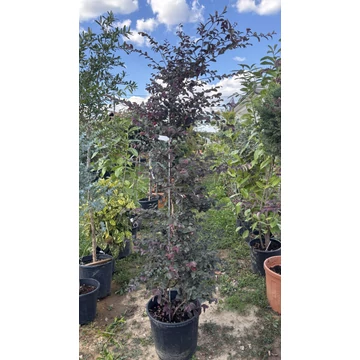 Kínai Rojtosvirág 120-150 cm (Loropetalum chinense Fede)