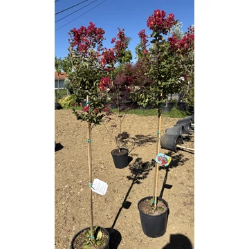 Kínai selyemmirtusz törzses 100-120cm  (Lagerstroemia indica)