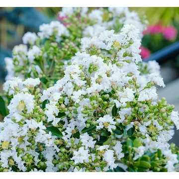 Kínai selyemmirtusz 60-100 cm Fehér virágú (Lagerstroemia indica)