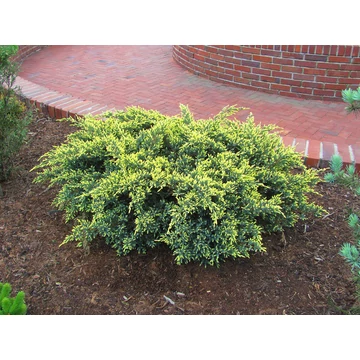 Kúszó boróka 25-30cm (JUNIPERUS SQUAMATA DREAM JOY)