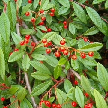 Kúszó madárbirs 30-40 cm (Cotoneaster hybrid Bella)