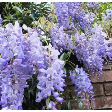 Lilaakác 60-100 cm (WISTERIA CHINENSIS)