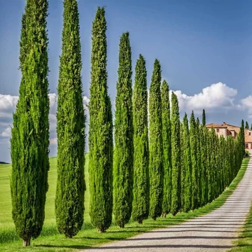 Olasz vagy európai ciprus 100-125cm (Cupressus Semperivens Pyramidalis)