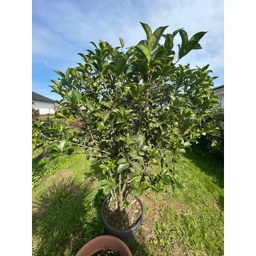 Osmanthus aquifolium Osmanthus aquifolium