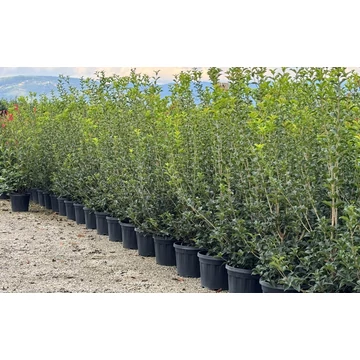 Osmanthus aquifolium Osmanthus aquifolium