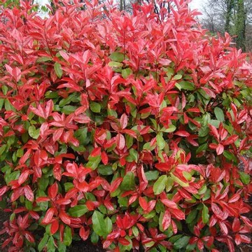 Korallberkenye 40-60 cm (Photinia Red Robin) Korallberkenye 40-60 cm (Photinia Red Robin)