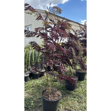 Bordó levelű selyemakác 100-125 cm (Albizia julibrissin Summer Chocolate)