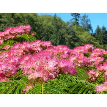 Selyemakác csemete 70-100 cm (Albizia julibrissin)