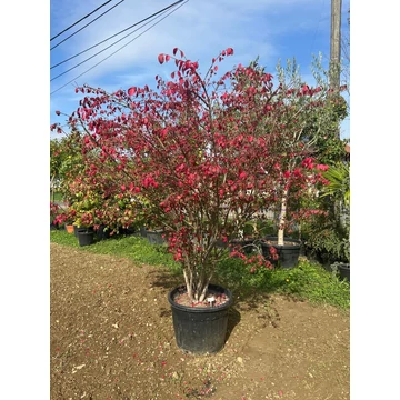 Euonymus alatus Euonymus alatus