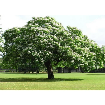 Szívlevelű szivarfa 175-200cm (CATALPA BIGNOIDES)