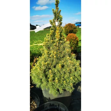 Cukorsüvegfenyő sárga