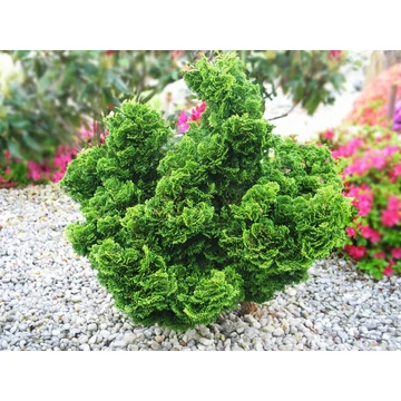 Hinoki japán hamisciprus KIFEJLETT 40-60 cm (Chamaecyparis obtusa Nana 'Gracilis' ) Hinoki japán hamisciprus KIFEJLETT 40-60 cm (Chamaecyparis obtusa Nana 'Gracilis' )