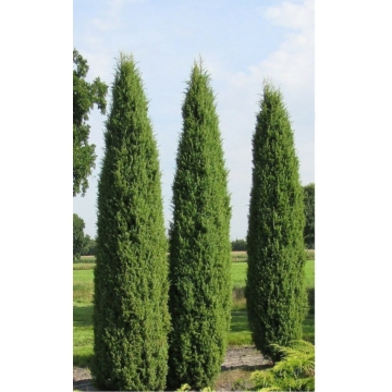 Ír oszlopos boróka 40-60cm (Juniperus communis 'Hibernica')