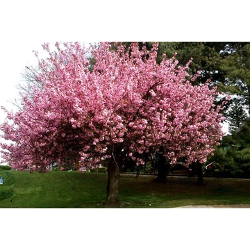 Japán díszcseresznye 160-190cm (PRUNUS SERRULATA 'KANZAN')