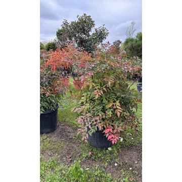 Japán szentfa 80-100cm (Nandina domestica)