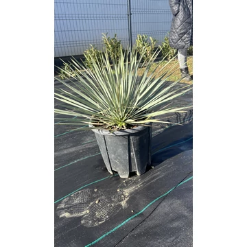 Kék jukka / pálma liliom (Yucca rostrata)