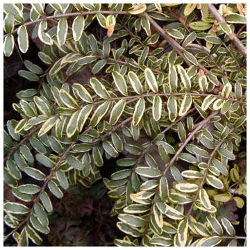 Tarka terülő mirtuszlonc 20-30 cm (Lonicera nitida 'Variegata')