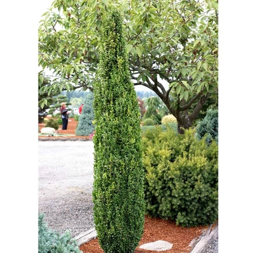 Oszlopos Buxus