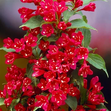 Piros virágú rózsalonc 30-40 cm (WEIGELA FLORIDA "RED PRINCE")