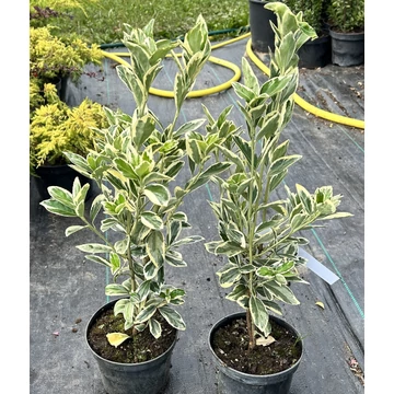 Tarka japán kecskerágó 15-20 cm (Euonymus japonicus Bravo)