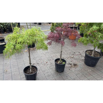 Acer palmatum