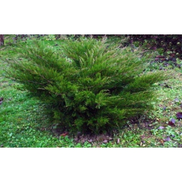 Zöld terülő boróka 40-60cm (Juniperus chinesis mint julep)
