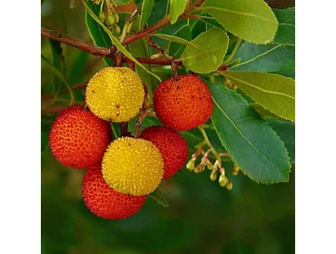 • Gyümölcshozók